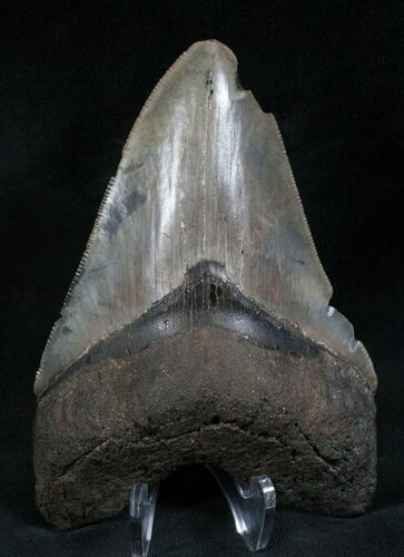 Serrated Megalodon Tooth - Feeding Scars #7605